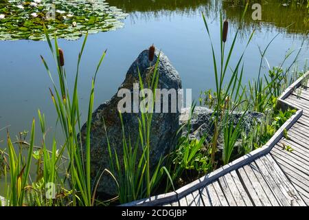 Decorative stone and growing aquatic plants, bulrush reed and water lilies in a garden pond, a wooden path around, collecting rainwater Stock Photo