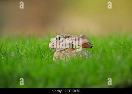 Wild rabbit sitting low in the grass Stock Photo