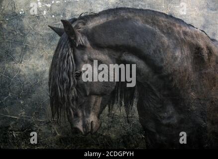 Black Frisian Stallion Stock Photo