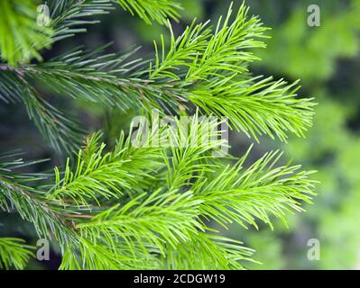 Brightly green prickly branches of a fur-tree or p Stock Photo