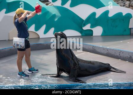 Brooklyn, NY, USA. 27th Aug, 2020. a trainer at re-opening of the New York City Aquarium in Coney Island in attendance for The New York Aquarium Reopens to the Public After Closing Due To Corona Virus, Coney Island, Brooklyn, NY August 27, 2020. Credit: Mark Doyle/Everett Collection/Alamy Live News Stock Photo