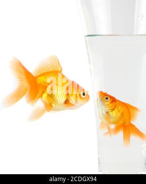 Two gold fish Stock Photo
