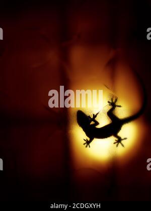 House gecko shadow spotted on orange  backlight of the textured glass. Stock Photo