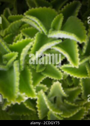 spongy leaves of celery plant, related blur. Stock Photo