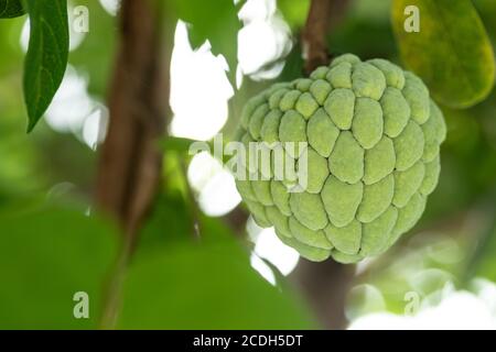Fresh custard apple, sugar apple background and texture. Annona growing on a tree. Stock Photo
