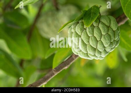 Fresh custard apple, sugar apple background and texture. Annona growing on a tree. Stock Photo