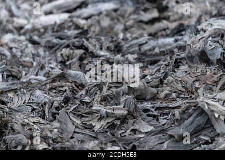 Abstract pile of ashes after the fire went out. Burning wood ash background and texture. Stock Photo