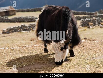 rural life in Nepal: Yak and highland village Stock Photo