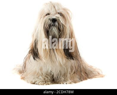 Cute Lhasa Apso dog Stock Photo