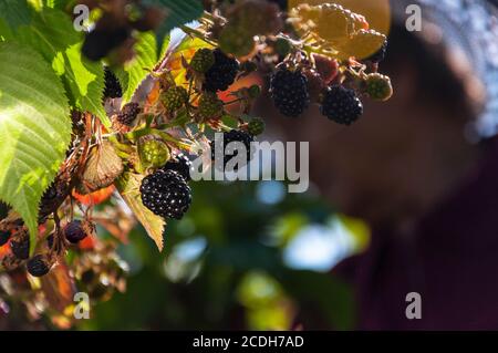 ripe blackberries on background of silhouette of woman with hat in the garden on Sunny day Stock Photo