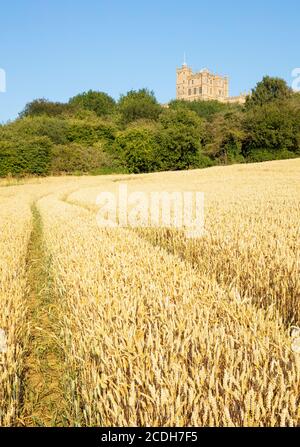 Looking up at Bolsover castle from a corn field, Bolsover, Derbyshire, England, United Kingdom, GB,UK, Europe Stock Photo