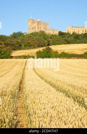 Looking up at Bolsover castle from a corn field, Bolsover, Derbyshire, England, United Kingdom, GB,UK, Europe Stock Photo