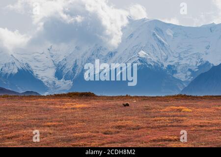 Grizzly Bear Sow and Cub in Denali National Park Alaska in Autumn