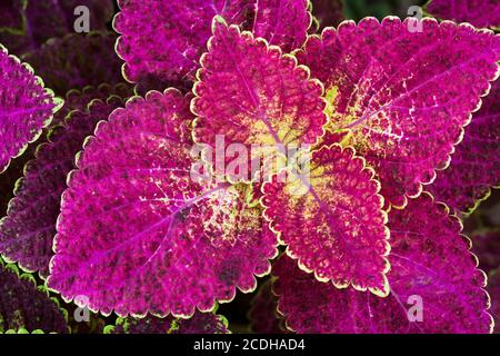 Close up of Coleus leaves (Painted nettle, Flame nettle) Stock Photo