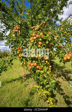Apple orchard with red and yellow apples Stock Photo