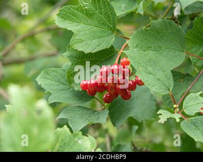 A group of bright red round berries of guelder rose (Viburnum opulus) against the green three lobed leaves Stock Photo