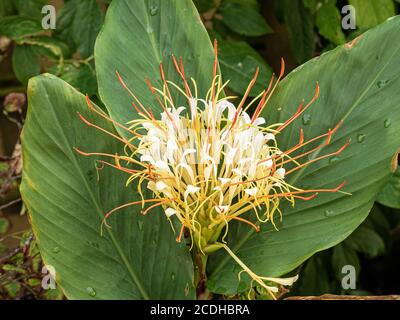 The white shaving brush like flower head of Hedychium ellipticum (Rock Butterfly Lily) Stock Photo