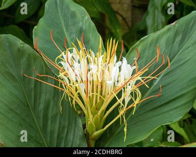 The white shaving brush like flower head of Hedychium ellipticum (Rock Butterfly Lily) Stock Photo