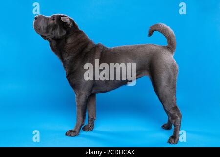 A Standing grey Sharpei dog looking at the camera isolated on a blue background Stock Photo
