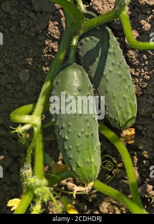 Two cucumbers lying on a ground Stock Photo