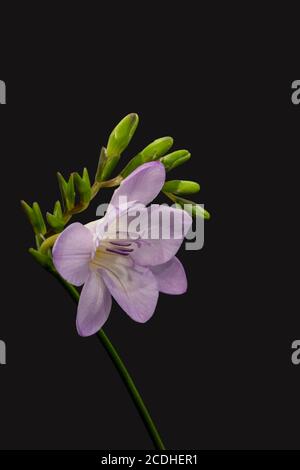 Isolated pastel violet flowering freesia with green buds, macro on black background