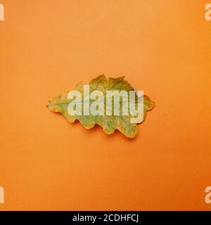 One oak leaf on orange paper. Minimal autumn composition with space for text. Stock Photo