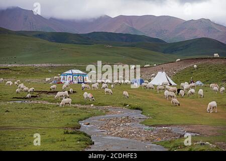 Sheep and Tibetan nomadic tent with solar panels in the Chinese Himalayas, China Stock Photo