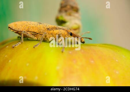 Weevil beetle sits on an apple. Close-up Stock Photo