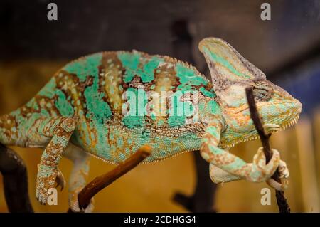 Chameleon sitting on a twig in a terrarium Stock Photo