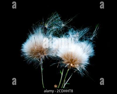 White fluffy dandelions on a black background. Wildflower seeds. Flying flower seeds. Background image. Place for your text. Stock Photo