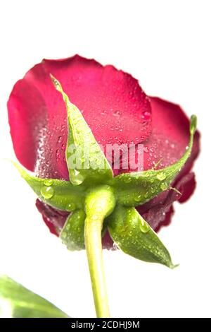 single scarlet rose , fresh red flower Stock Photo - Alamy