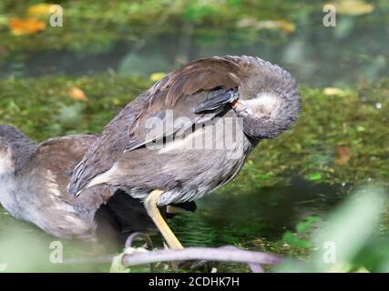 Juvenile Moorhen chick (Gallinula chloropus) licking and cleaning itself over water in Summer in West Sussex, UK. Young Moorhen. Stock Photo