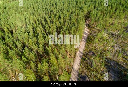 Aerial view of a logging road going through European coniferous pine forest at Summer ( Pinus Sylvestris ) , Finland Stock Photo