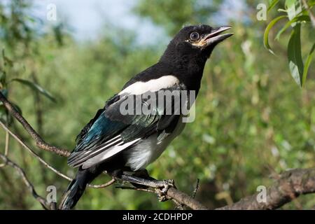 Magpie nestling Stock Photo