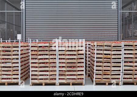 Crates of Tomato at Pallets in Warehouse Stock Photo