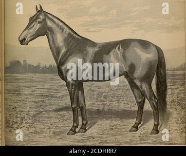 . Breeder and sportsman . ?*g^- SAN FRANCISCO, SATURDAY, FEB. 6, 1892.. pij PHQTO-Enc 5. r WXJNWOOD, BY ANTEVOLO, 2:19 1-2, DAM DAISY MAY BY NUTWOOD, 2:18 3-4. WIN WOOD. &gt;ue of the Most Promising of Our Well-BredStallions. In this progressive age of breeding trotting horses, nearly1 of the most liberal-minded breeders have come to the con-usion that there is such a thing in breeding as the nicking? Wending of blood lines with a positive and beneficial•suit. In o.den days it was customary to breed the old farmiare that had merit to the first stallion that came that way.edigree he might have, Stock Photo