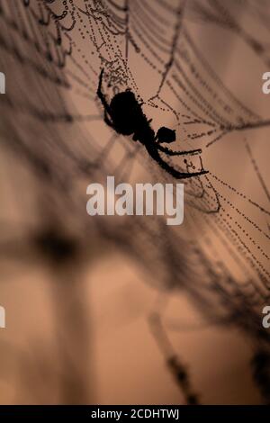 A shadowy spider sits and waits on a dew covered spiders web at Cavenham heath Stock Photo