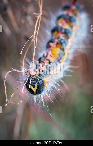 Head shot of the buff tip moth (Phalera bucephala) crawling through the vegetation Stock Photo