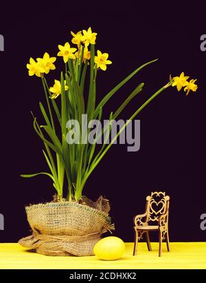 Narcissi flowers in pot wrapped with sackcloth and wooden toy chair standing nearby and big yellow painted egg for Easter on light wood table isolated on black background. Easter decoration concept Stock Photo