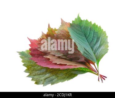 set color leaf Stock Photo
