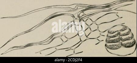 . The microscopy of vegetable foods, with special reference to the detection of adulteration and the diagnosis of mixtures . 20 SPICES AND CONDIMENTS. HISTOLOGY.The Epidermis (Fig. 542) on both sides consists of cells with va7. Fig. 542. Wormwood. Epidermis of leaf with hairs. (Moeller.) Stock Photo