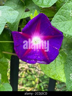 Morning glory flower, a very common climbing shrub found in SE Asia