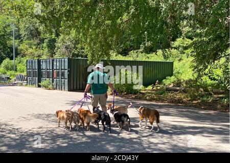 Professional dog walker handles seven dogs on a road in Prospect Park, Brooklyn, New York. Stock Photo