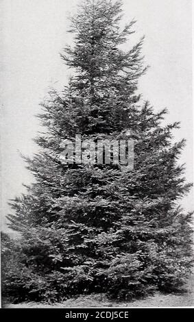 . Armstrong Nurseries . SEQUOIA. California Redwood. Sequoia sempervirens. Redwood. The well-known California Redwoods are among the largest andmost picturesque trees known. They form handsomespecimens, and are unexcelled for avenue planting,Ehrk and garden effects. Balled, 4 to 6 ft., $2.00; 3to 4 ft., $1.50; potted, 2 ft, 75c. Sequoia gigantea. California Big Tree. The larg-est and oldest of all trees. These handsome trees areof perfect symmetrical form, with thickly furnishedbranches and foliage of bluish-green. Well may theybe selected for the avenue, park or large lawn. Balled,4 to 5 ft., Stock Photo