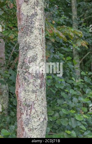 Tree trunk with pale green foliose lichens covering the bark. British Lichens, flat leaved lichens, lichen covered. Stock Photo