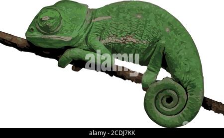 small lizard, chameleon vector illustration Stock Vector