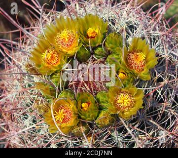 Barrel Cactus in Full Bloom Stock Photo
