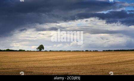 Dark threatening summer storm clouds arcing over a distant lone tree in a recently harvested empty Lincolnshire stubble field Stock Photo