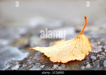 Pattern texture of round stones which have grown with a moss and and fallen leaf on it Stock Photo