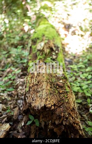 Broken tree in Congaree National Park Stock Photo